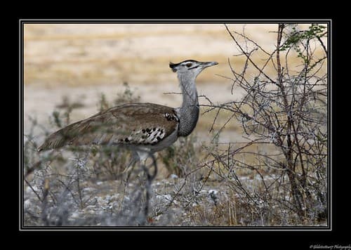 Près d'Halali- Etosha National Park- Namibie