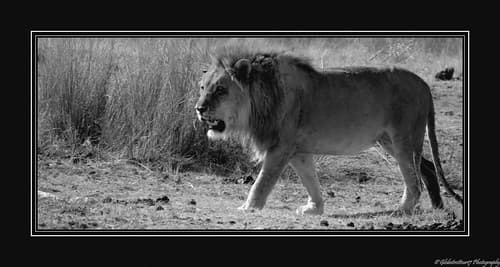 Près d'Halali- Etosha National Park- Namibie