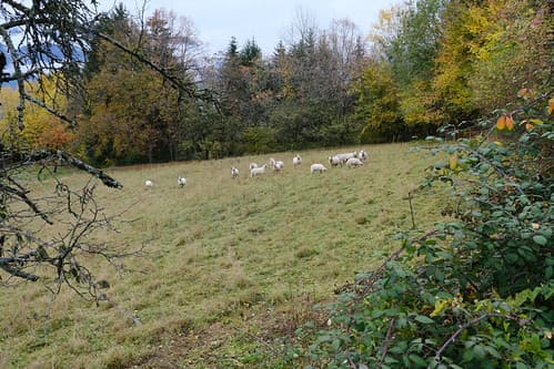 Moutons @ Saint-Pierre-en-Faucigny