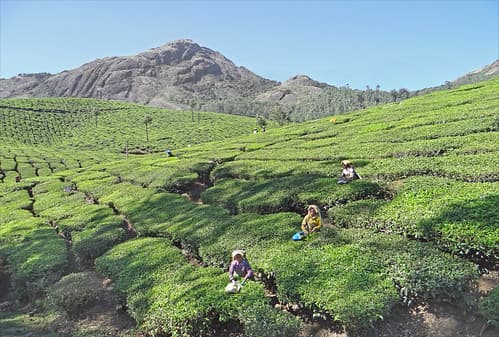 Plantation de thé (Kerala, Inde)
