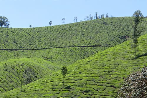 Plantations de thé (Munnar, Inde)