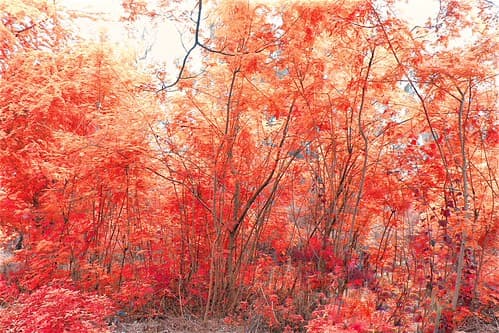 Male, Maldives, 马尔代夫
