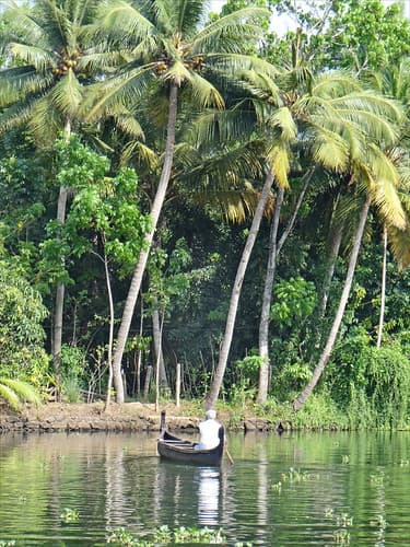 Dans les Backwaters (Kerala, Inde)