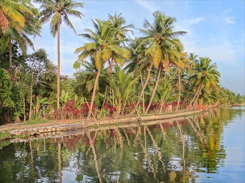 Dans les Backwaters (Kerala, Inde)