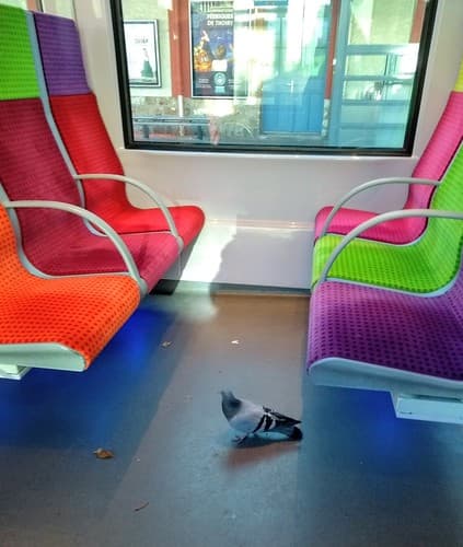 UN PIGEON VOYAGEUR