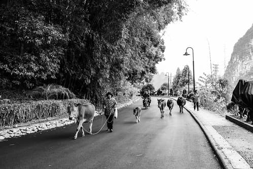 Followers