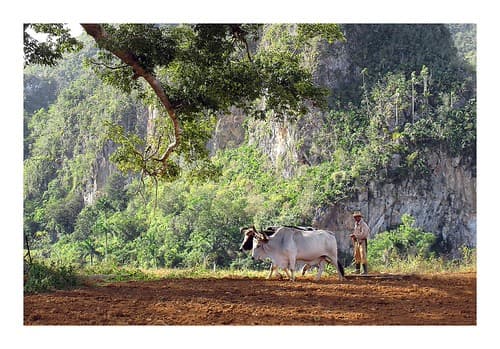 Plowing in Viñales