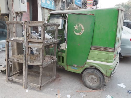 Pakistani Pigeons