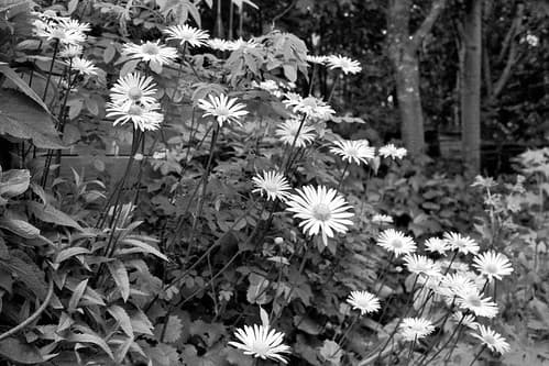 Arctic garden | Kodak Retina IIa