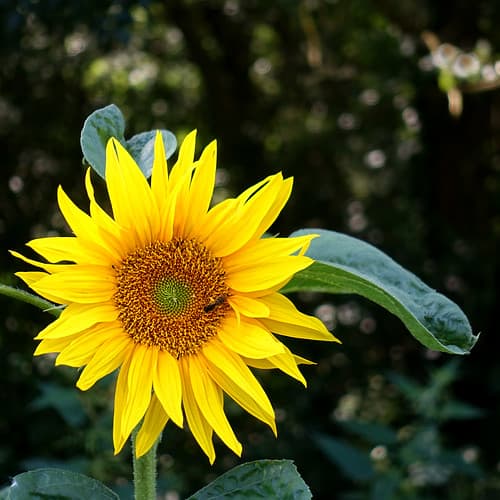 Tournesol  - Helianthus annuus