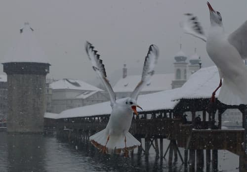 Lucerne