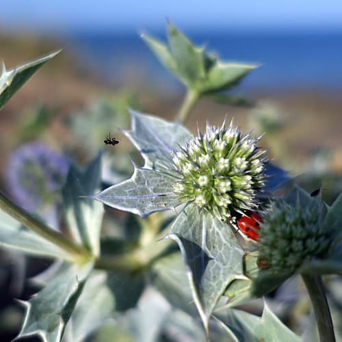 Coccinelle de Mer - Sea Ladybird