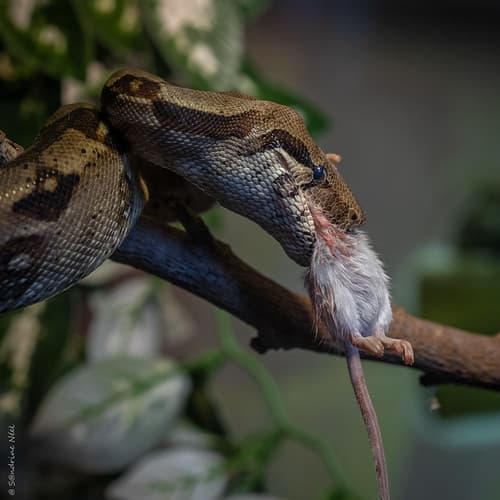 Une petite faim? boa constrictor