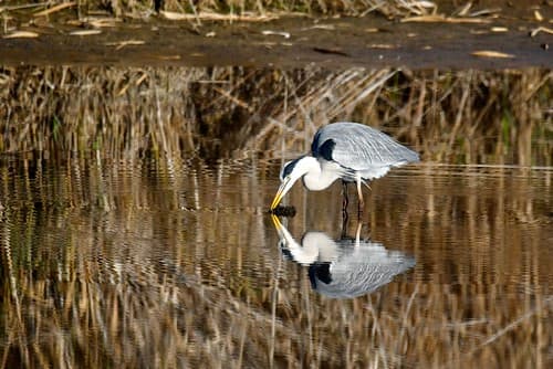 Garça-real, Grey Heron