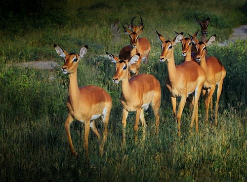 Impala, Chobe