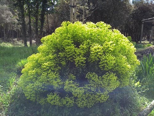 EUPHORBE DES GARRIGUES