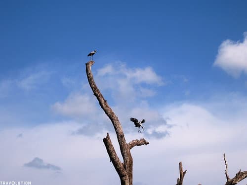 Bird landing, Minneriya National Park