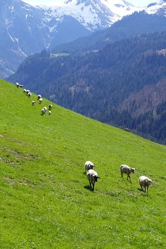 Moutons en marche @ Manigod