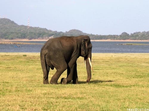 Old Tusker, Minneriya National Park