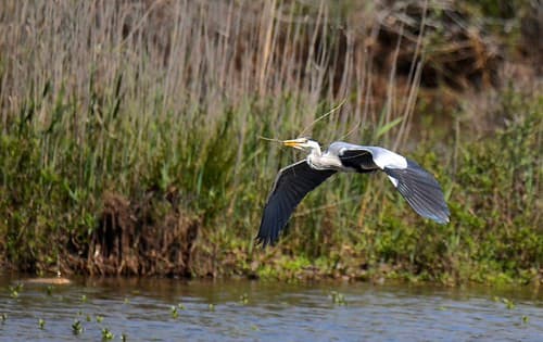 Garça-real, A construir o ninho, Grey Heron, building the nest