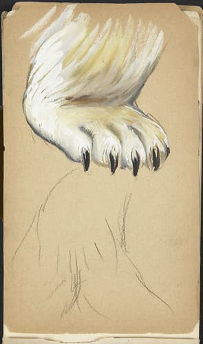 Polar bear paw, London Zoo, England / Patte d’ours polaire, zoo de Londres (Angleterre)