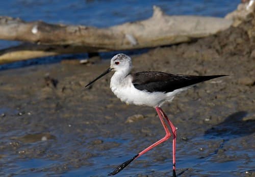 Pernilongo, juvenil, Black-winged Stilt, juvenile