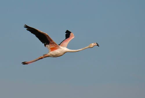 Flamingo, Greater Flamingo