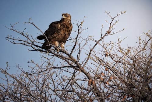 Aigle des steppes