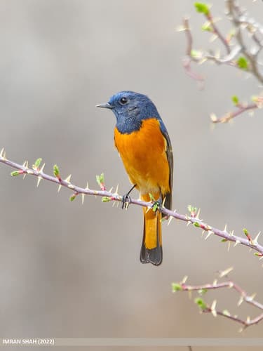 Blue-fronted Redstart (Phoenicurus frontalis)