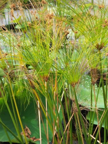 Cyperus papyrus L._Le jardin aquatique_P9090342