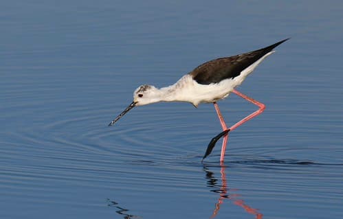 Pernilongo, juvenil, Black-winged Stilt, juvenile