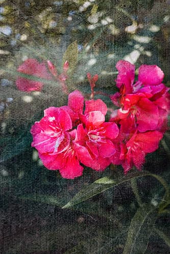Oleander