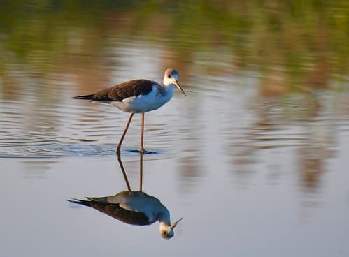 Pernilongo, juvenil, Black-winged Stilt, juvenile