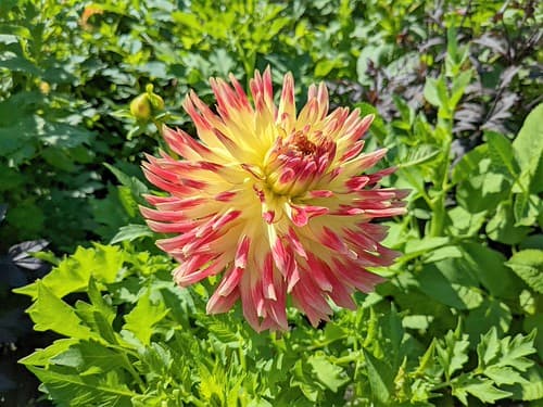 UN BEAU DAHLIA