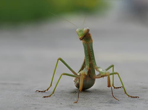 Praying mantis (Mantis religiosa), Agia Galini, Crete, Grece