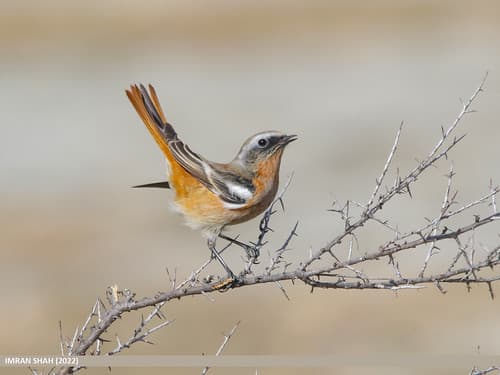 Rufous-backed Redstart (Phoenicurus erythronotus)