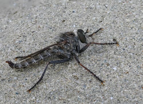 Tolmerus atricapillus (ID to be confirmed) ♂, Agios Pavlos, Crete, Grece