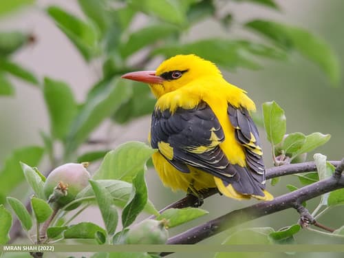 Indian Golden Oriole (Oriolus kundoo)