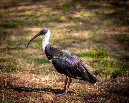 Ibis d'Australie
