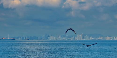 Booby birds coming from  Panama City