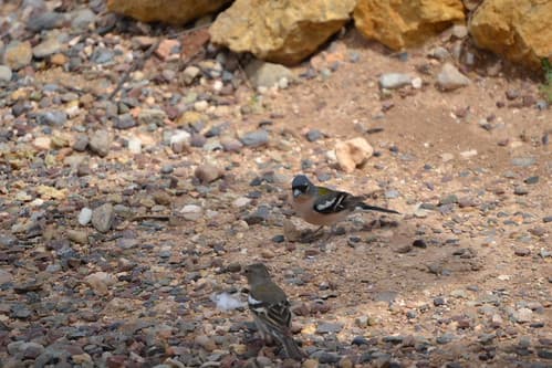 Pinson des arbres, Maroc (1)
