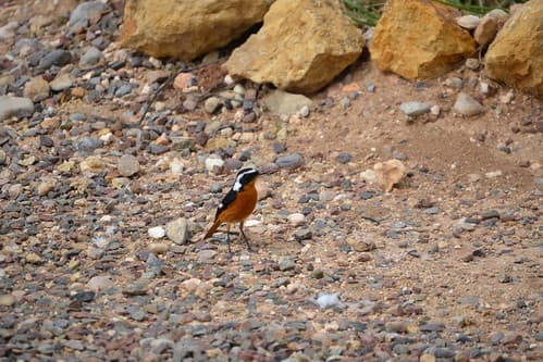 Rougequeue de Mossier, Maroc 11