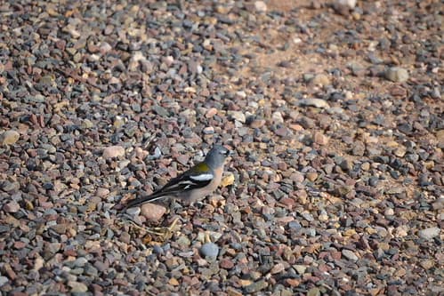 Pinson des arbres, Maroc (2)