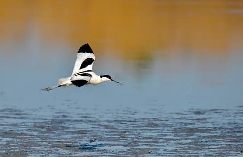 Alfaiate, Pied Avocet