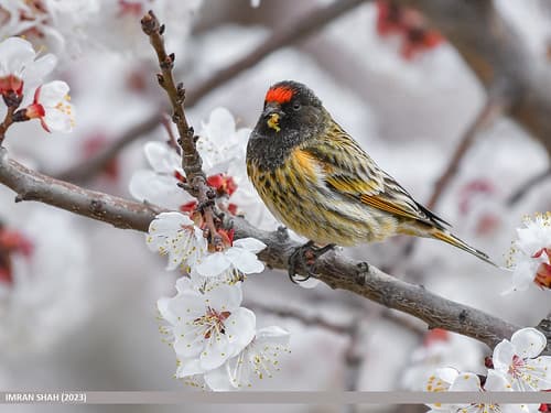 Fire-fronted Serin (Serinus pusillus)