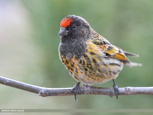 Fire-fronted Serin (Serinus pusillus)