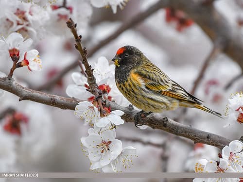 Fire-fronted Serin (Serinus pusillus)