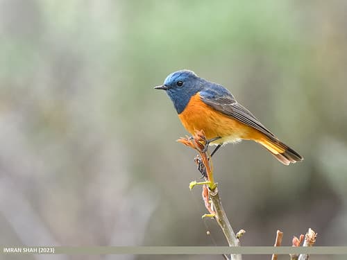 Blue-fronted Redstart (Phoenicurus frontalis)