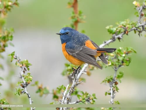 Blue-fronted Redstart (Phoenicurus frontalis)