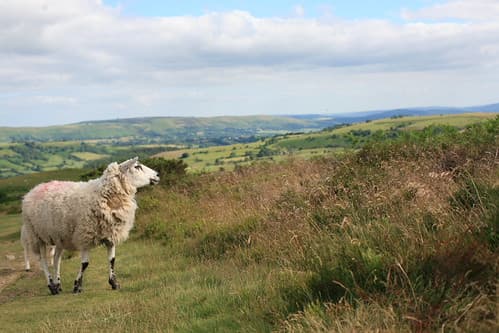 Stiperstones